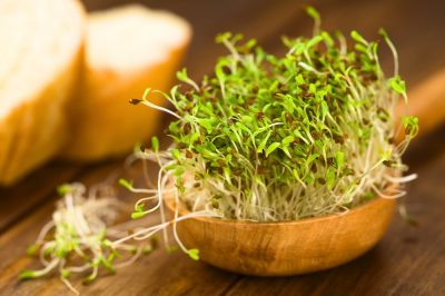 Sprouting Seeds And Beans