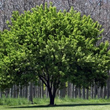   Ecosia – Tree Planting Program