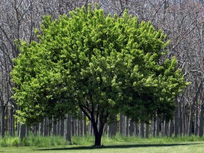 Ecosia - Tree Planting Program