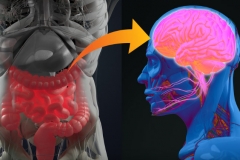 Gut brain connection