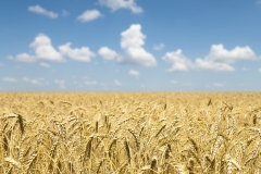 corn and sky