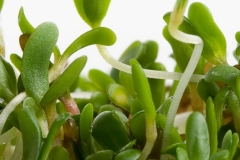 alfalfa sprouts on white