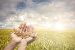 hand holding harvested paddy