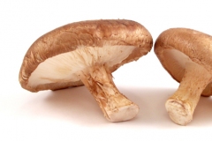 shitake