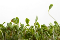 alfalfa sprouts on white