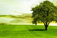 Header image green tree