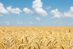 Sky and Wheat