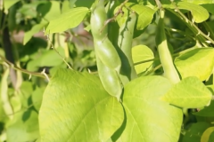 Sugar snap peas