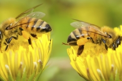 Two Bees and dandelion flower